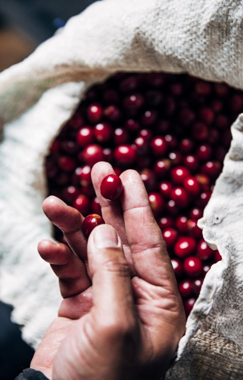 A hand picking ripe red coffee cherries from a sack