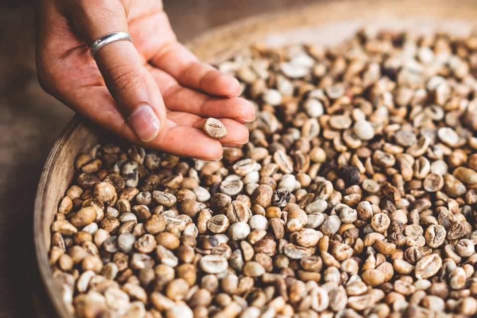 A hand sorting dried green coffee beans in a basket