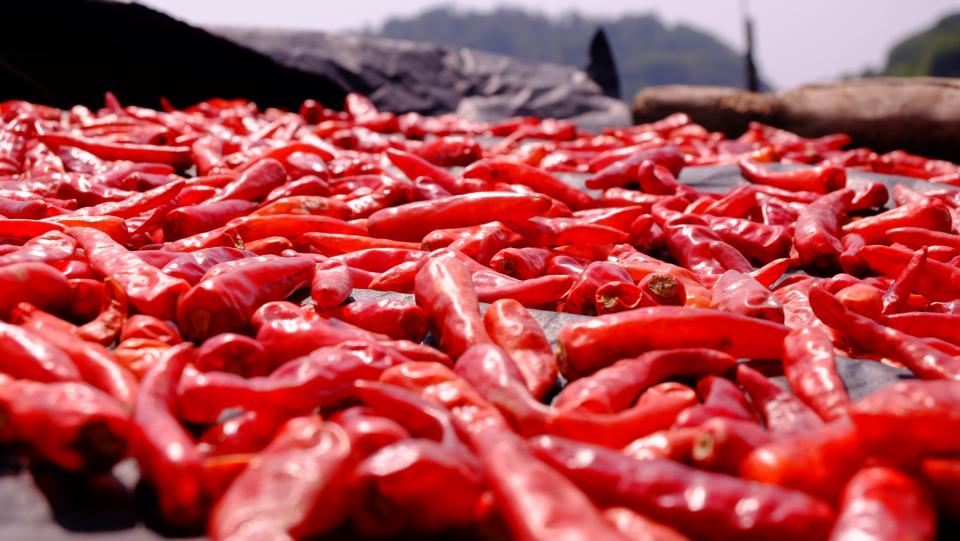 A pile of dried red chillies